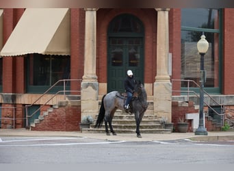 American Quarter Horse, Merrie, 6 Jaar, Roan-Bay