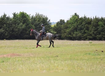 American Quarter Horse, Merrie, 6 Jaar, Roan-Bay