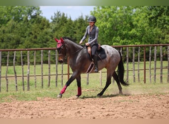 American Quarter Horse, Merrie, 6 Jaar, Roan-Bay