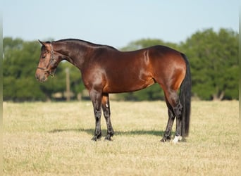 American Quarter Horse, Merrie, 6 Jaar, Roodbruin
