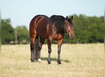 American Quarter Horse, Merrie, 6 Jaar, Roodbruin
