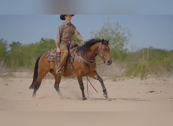 American Quarter Horse, Merrie, 6 Jaar, Roodbruin