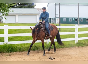 American Quarter Horse, Merrie, 6 Jaar, Roodbruin