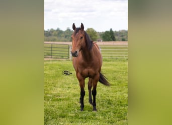 American Quarter Horse, Merrie, 6 Jaar, Roodbruin