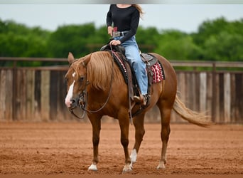 American Quarter Horse, Merrie, 6 Jaar, Roodvos