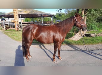 American Quarter Horse, Merrie, 7 Jaar, 138 cm, Donkere-vos