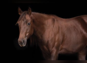 American Quarter Horse, Merrie, 7 Jaar, 138 cm, Donkere-vos