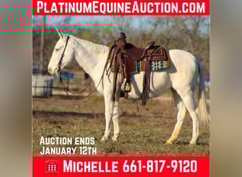 American Quarter Horse, Merrie, 7 Jaar, 140 cm, Wit