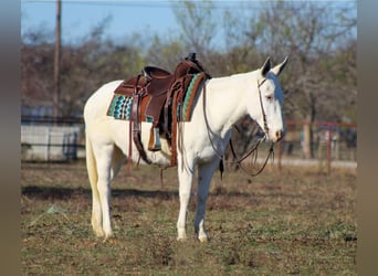 American Quarter Horse, Merrie, 7 Jaar, 140 cm, Wit