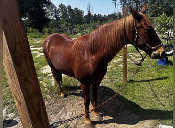 American Quarter Horse Mix, Merrie, 7 Jaar, 142 cm, Donkere-vos