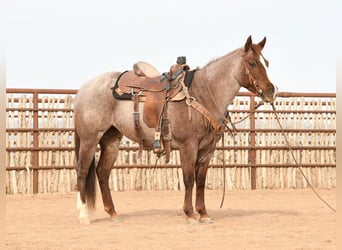 American Quarter Horse Mix, Merrie, 7 Jaar, 142 cm, Roan-Red