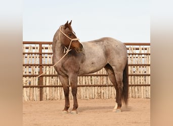 American Quarter Horse Mix, Merrie, 7 Jaar, 142 cm, Roan-Red