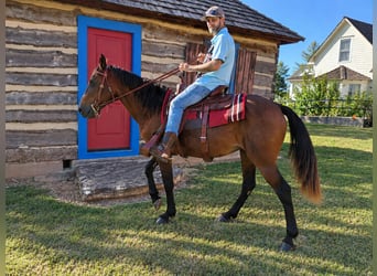 American Quarter Horse, Merrie, 7 Jaar, 142 cm, Roodbruin