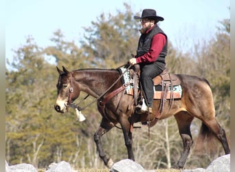 American Quarter Horse, Merrie, 7 Jaar, 145 cm, Buckskin