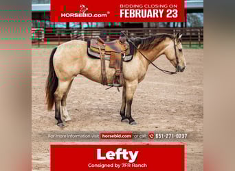 American Quarter Horse, Merrie, 7 Jaar, 145 cm, Buckskin