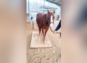 American Quarter Horse, Merrie, 7 Jaar, 145 cm, Rabicano