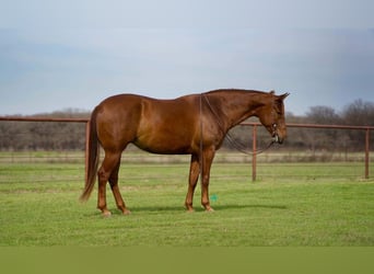 American Quarter Horse, Merrie, 7 Jaar, 145 cm, Roodvos