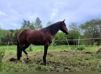 American Quarter Horse, Merrie, 7 Jaar, 146 cm, Brauner