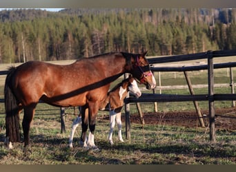 American Quarter Horse, Merrie, 7 Jaar, 147 cm, Bruin