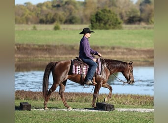 American Quarter Horse, Merrie, 7 Jaar, 147 cm, Donkere-vos
