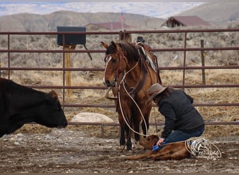 American Quarter Horse, Merrie, 7 Jaar, 147 cm, Falbe