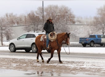 American Quarter Horse, Merrie, 7 Jaar, 147 cm, Falbe