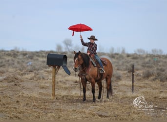 American Quarter Horse, Merrie, 7 Jaar, 147 cm, Falbe