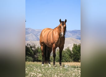 American Quarter Horse, Merrie, 7 Jaar, 147 cm, Falbe