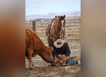 American Quarter Horse, Merrie, 7 Jaar, 147 cm, Falbe