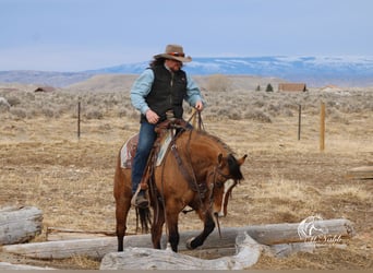 American Quarter Horse, Merrie, 7 Jaar, 147 cm, Falbe