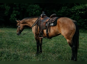 American Quarter Horse, Merrie, 7 Jaar, 147 cm, Grullo