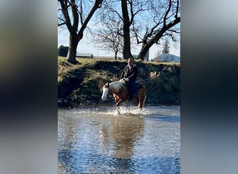 American Quarter Horse, Merrie, 7 Jaar, 147 cm, Palomino