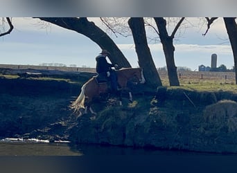 American Quarter Horse, Merrie, 7 Jaar, 147 cm, Palomino