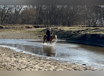 American Quarter Horse, Merrie, 7 Jaar, 147 cm, Palomino