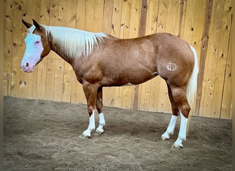 American Quarter Horse, Merrie, 7 Jaar, 147 cm, Palomino