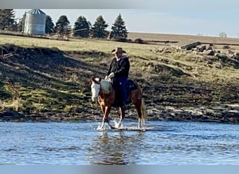 American Quarter Horse, Merrie, 7 Jaar, 147 cm, Palomino