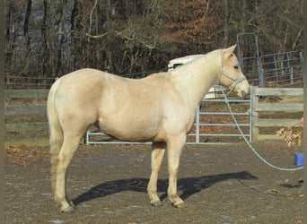 American Quarter Horse, Merrie, 7 Jaar, 147 cm, Palomino