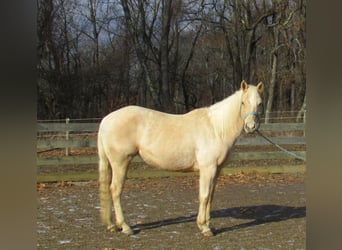 American Quarter Horse, Merrie, 7 Jaar, 147 cm, Palomino