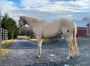 American Quarter Horse, Merrie, 7 Jaar, 147 cm, Palomino