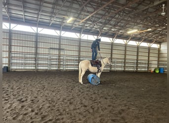 American Quarter Horse, Merrie, 7 Jaar, 147 cm, Palomino