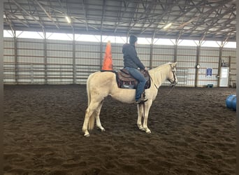 American Quarter Horse, Merrie, 7 Jaar, 147 cm, Palomino