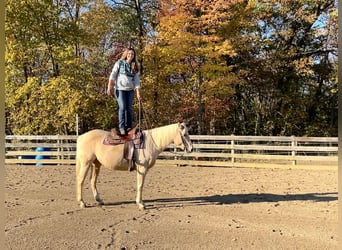 American Quarter Horse, Merrie, 7 Jaar, 147 cm, Palomino