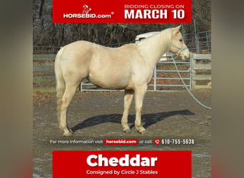 American Quarter Horse, Merrie, 7 Jaar, 147 cm, Palomino