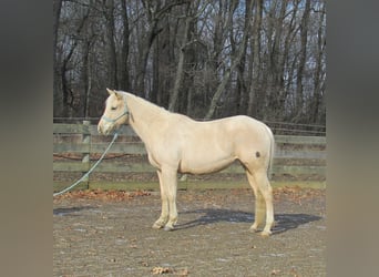 American Quarter Horse, Merrie, 7 Jaar, 147 cm, Palomino