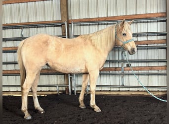 American Quarter Horse, Merrie, 7 Jaar, 147 cm, Palomino