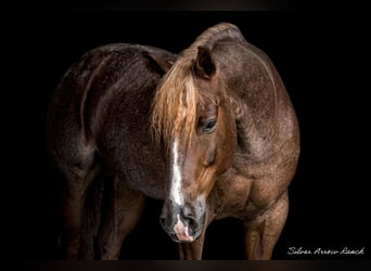 American Quarter Horse, Merrie, 7 Jaar, 147 cm, Roan-Red