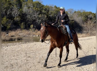 American Quarter Horse, Merrie, 7 Jaar, 147 cm, Roodbruin