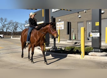 American Quarter Horse, Merrie, 7 Jaar, 147 cm, Roodbruin