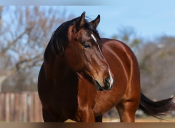 American Quarter Horse, Merrie, 7 Jaar, 147 cm, Roodbruin