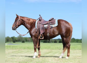 American Quarter Horse, Merrie, 7 Jaar, 147 cm, Roodvos